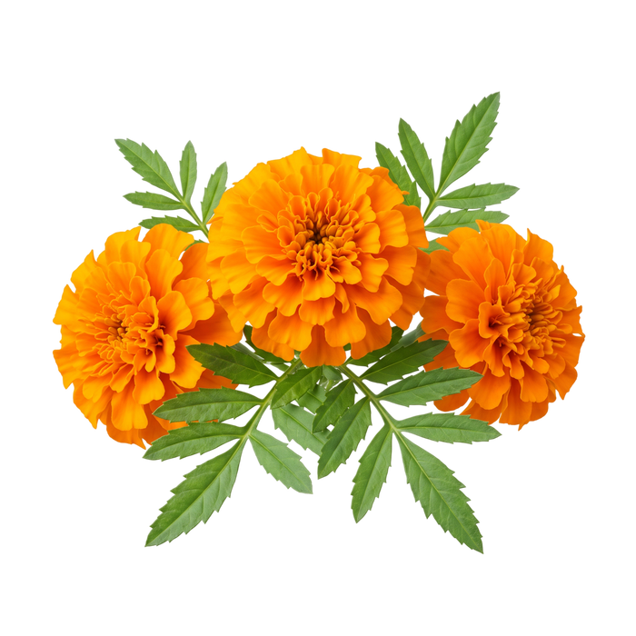 Lutein